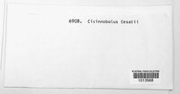 Cicinnobolus cesatii image